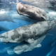 Winner of the “Behavior: Mammals” category. Dozens of sperm whales are seen off Sri Lanka’s northeast coast. (Image: Tony Wu)